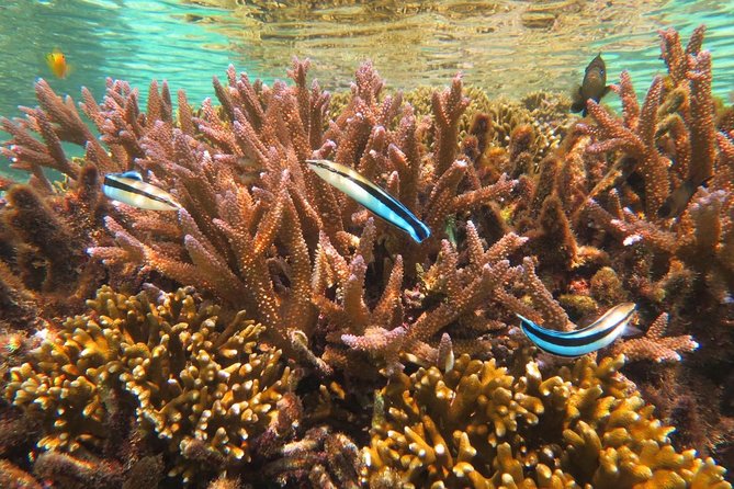 [Miyakojima Snorkel] Private Tour From 2 People Enjoy From 3 Years Old! Enjoy Nemo, Coral and Miyako Blue - Snorkeling Experience