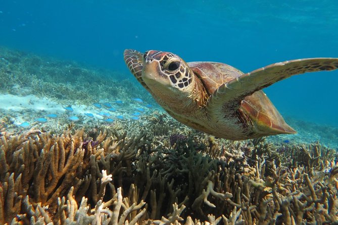 [Miyakojima Snorkel] Private Tour From 2 People Go to Meet Cute Sea Turtle - Exploring Miyakojima