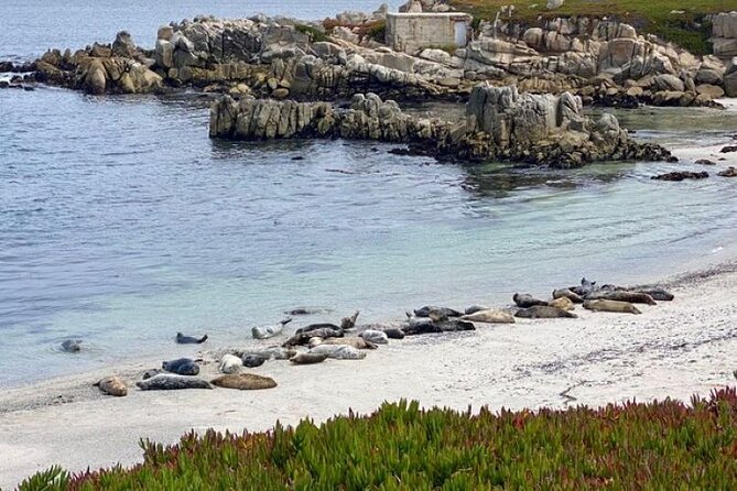 Monterey Bay Famous Dog Friendly Electric Bike and Sidecar Tour - Preparing Your Dog for the Tour