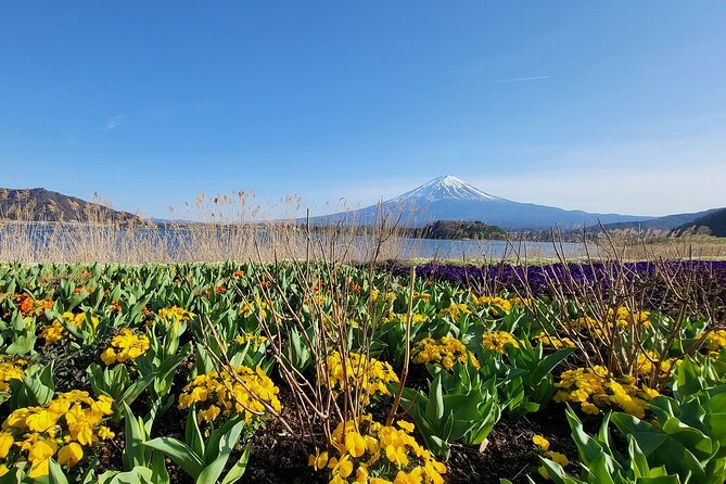 Mount Fuji & Hakone Private Customized Sightseeing English Trip - Pickup and Meeting Details