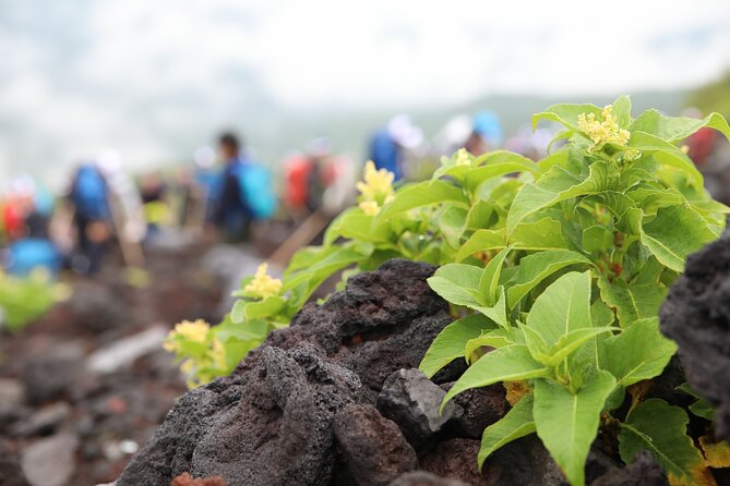Mt.Fuji Trekking 1 Day Tour up to the Summit - Group Size and Participation