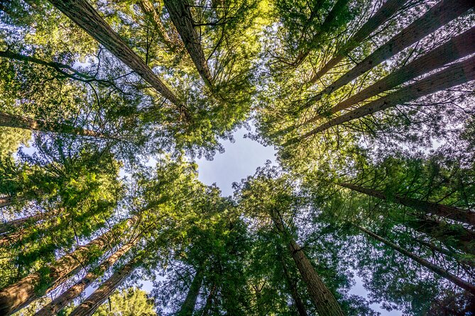 Muir Woods & Sausalito Tour - Accessibility and Suitability