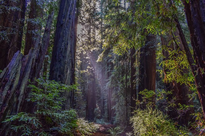 Muir Woods With Napa & Sonoma Wine Tour + Alcatraz & Aquarium Access - Convenient Hotel Pickup and Drop-off