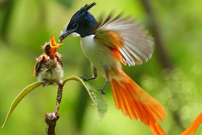 Muthurajawela Bird Watching Tour From Colombo & Negombo - Highlights From Traveler Reviews