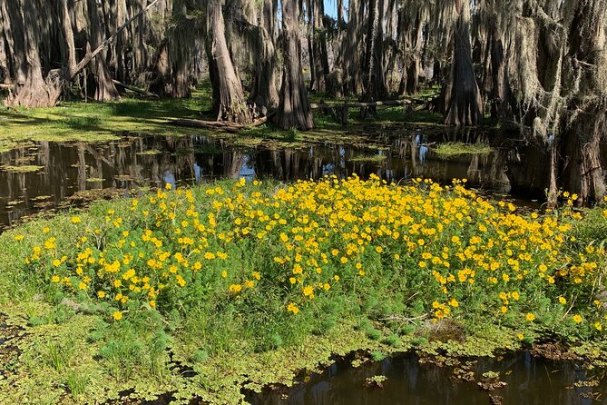 Mystical Private Kayak and Canoe Tours on Caddo Lake - Highlights of the Tour