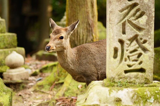 Nara Day Trip From Osaka With a Local: Private & Personalized - Nigatsu-do