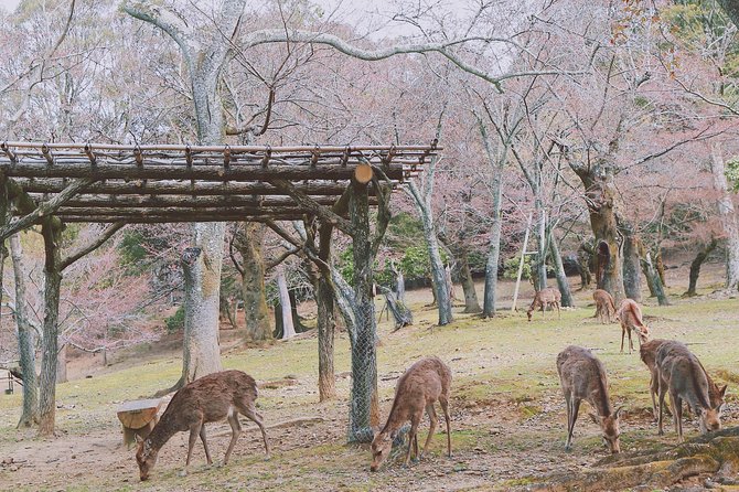 Nara Private Customizable Full Day Tour - Discovering Hidden Gems and Local Favorites