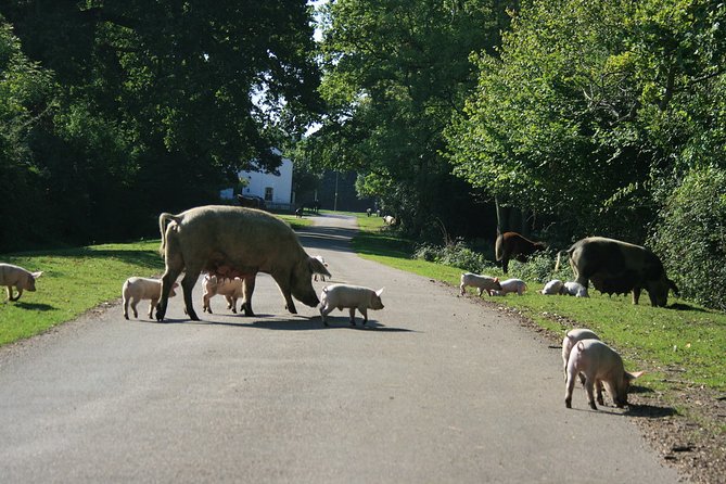 New Forest & Salisbury Day Tour From Southampton - Flexible Tour Logistics and Scheduling
