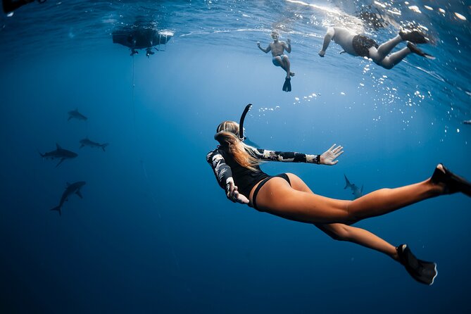 Oahu Open Water Shark Diving Experience - Preparing for the Adventure