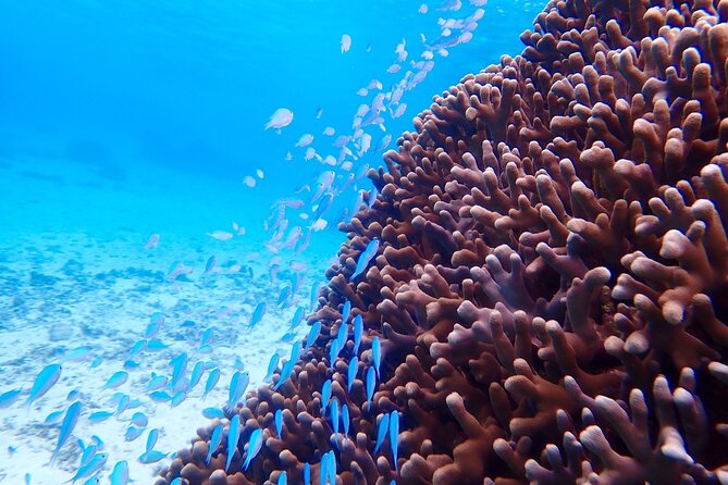 [Okinawa Miyako] Natural Aquarium! Tropical Snorkeling With Colorful Fish! - Cancellation Policy and Flexibility