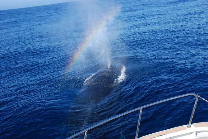 Okinawa Whale Watching From Naha - Preparing for the Tour