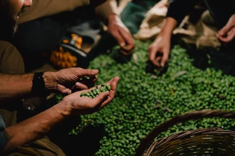 Olive Oil Evening A Journey of Taste, Tradition and Horses - Cretan Culinary Delights