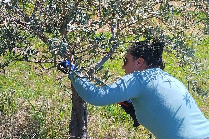 Olive Oil Tasting With Seminar in Metagitsi - Halkidiki - Participant Experience