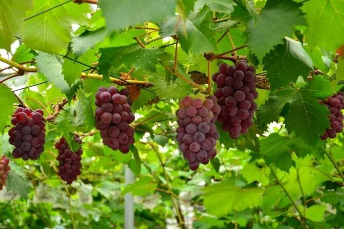 One Day Tour to Oishi Park and Fruit Picking in Mt. Fuji Tokyo - Customer Experiences and Feedback