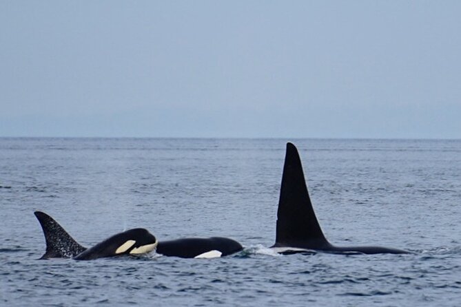 Orca Whale Tour From Orcas Island - Unforgettable Orca Encounters