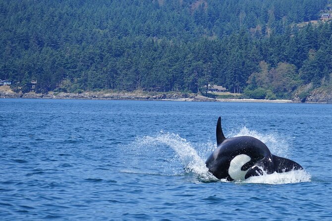 Orca Whale Tour Near Seattle Review - Confirmation and Booking
