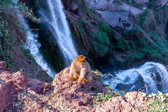 Ouzoud Watefalls and Iminifri Natural Bridge - Traveler Reviews and Experiences