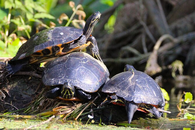 Paddle and Brew Adventure in Central Florida - Wildlife and Scenic Highlights