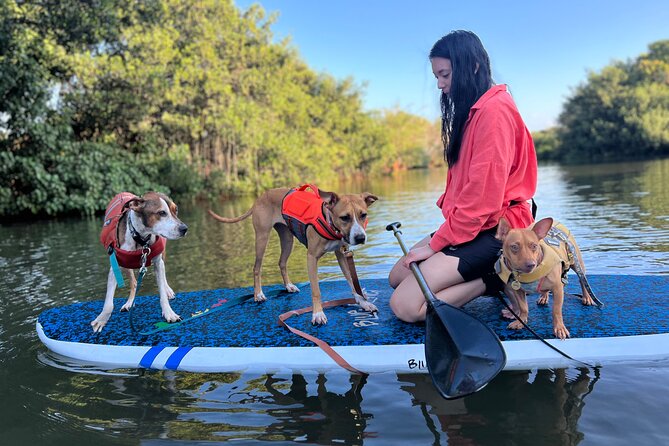 Paddle Board Haleiwa With Rescue Dogs - Recommendations and Accessibility
