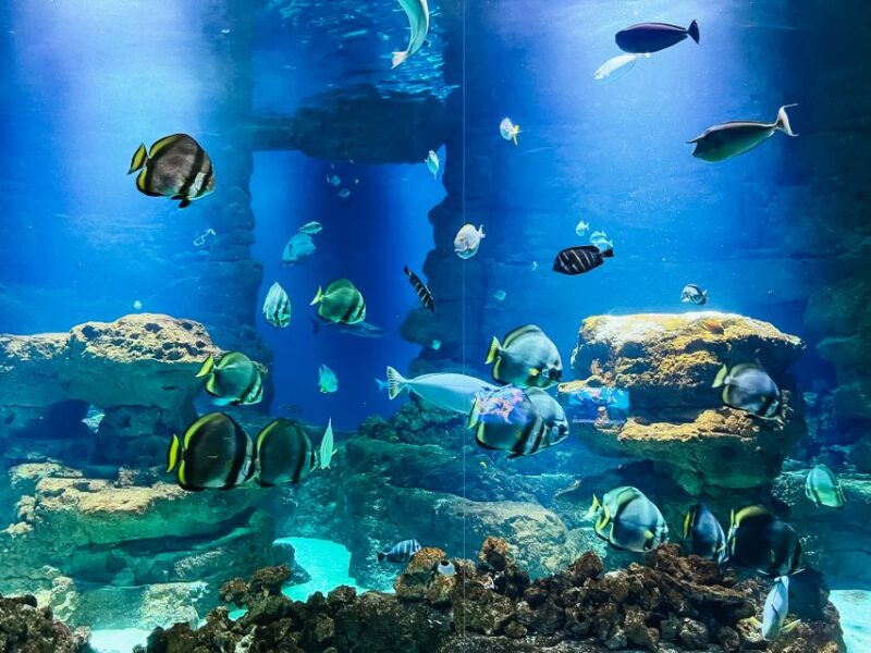 Paris: Aquarium De Paris Entrance Ticket - Visitor Demographics and Suitability