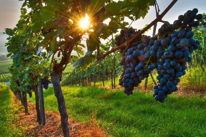 Pasta O Pizza Making Class With Wine Tour in Rome Countryside - Explore the Roman Countryside