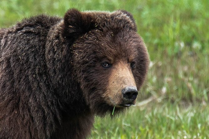Peak Season Bear Viewing By Seaplane - What to Expect