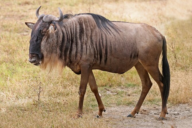 Pilanesberg Full Day Safari - Reviews and Traveler Feedback