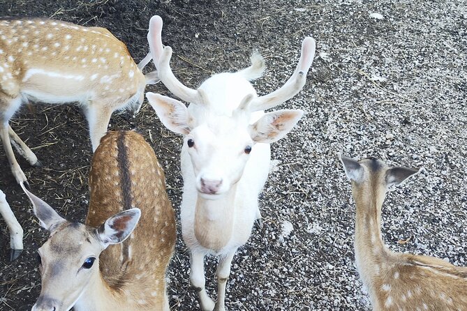 Plitvice Lakes and Deer Valley From Zagreb - Important Considerations