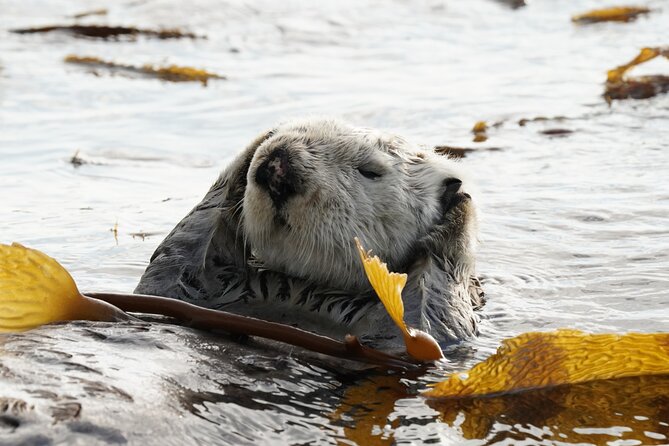 Premier Whale Watching and Wildlife Tour - Knowledgeable and Personable Guides