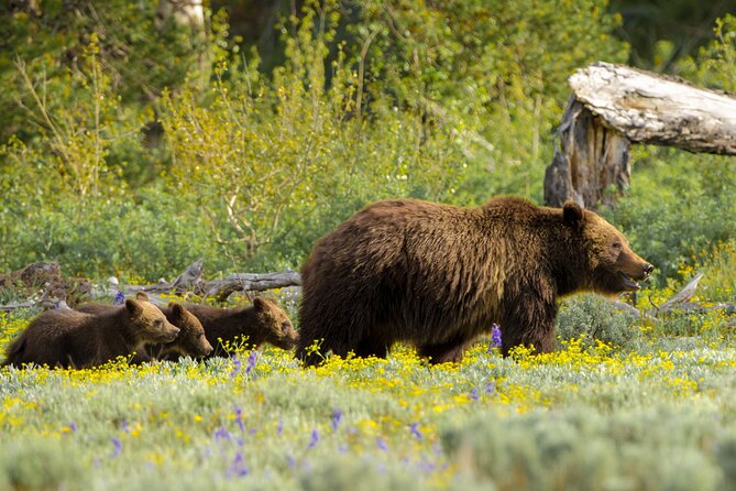 Private 2-Day Yellowstone Tour Review - Personalized Experience With Your Group