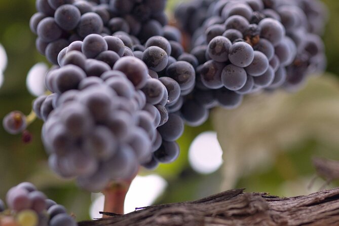 Private All-Inclusive Santa Ynez Wine Tour From Santa Barbara - Winery Experiences