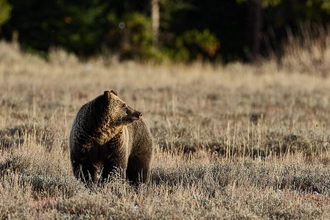 Private, Bespoke, Yellowstone Photography Safari - Half Day - Reviews and Feedback
