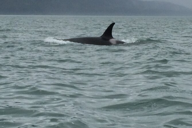 Private Charter Scenic Wildlife Excursion for Cruise Passengers - Highlights of the Experience