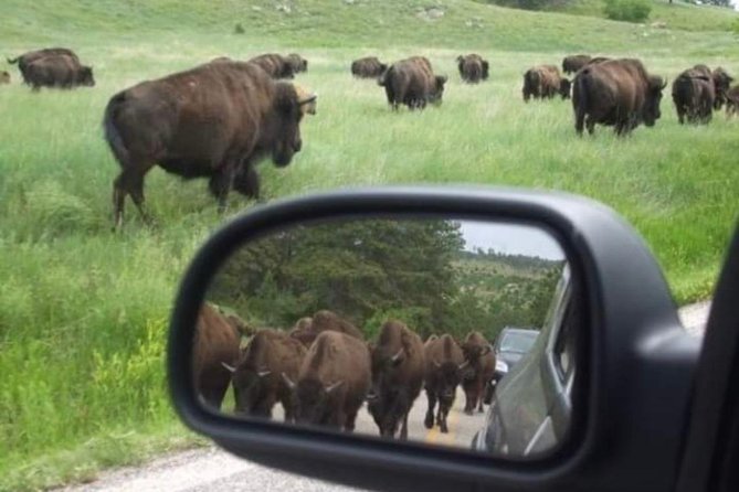 Private Custer State Park Safari and Hiking Tour - Safety Measures and Guest Comfort