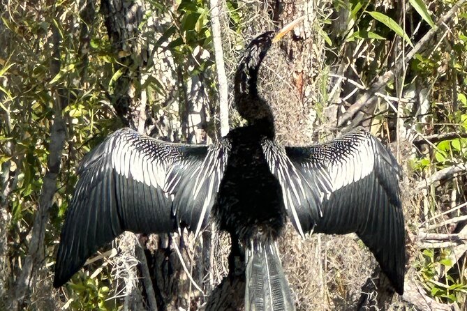 Private Everglades Kayak Tour See The Real Everglades With Us - What to Expect on the Tour