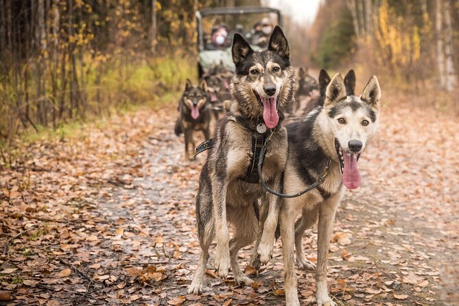 Private Fall Foliage Mushing Cart Ride in Fairbanks - Exploring the Alaskan Wilderness