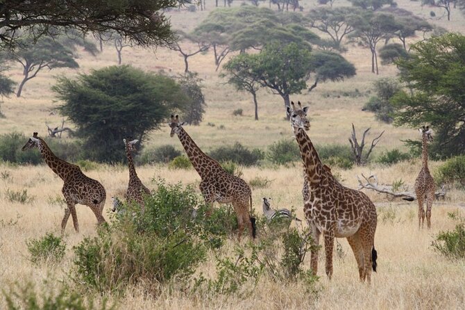 Private Full-Day Tarangire National Park Tour From Arusha - Booking Process