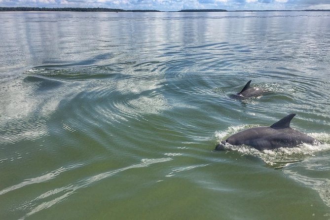 Private Hilton Head Dolphin Tour - Refreshments and Snacks