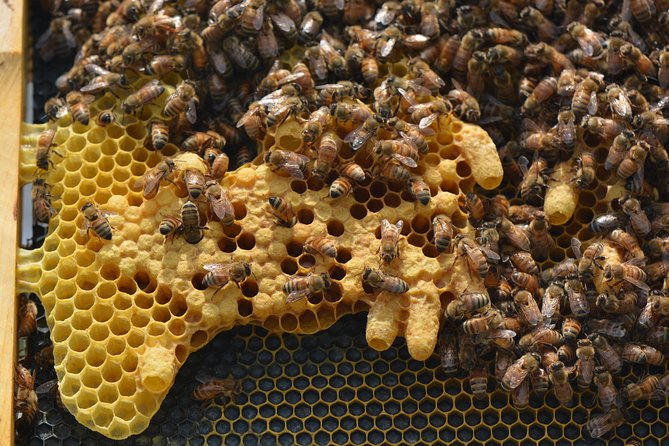 Private Hive Tour Review: A Sweet Experience - Sensory Delight: Sights and Scents