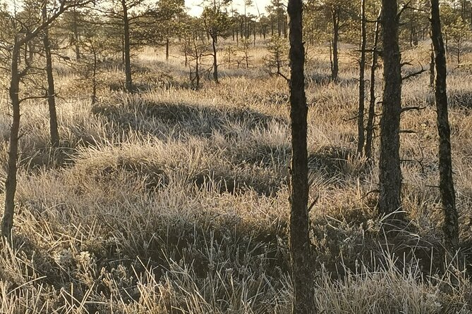 Private Kemeri National Park Bog Walking Trail - Inclusions and Fees