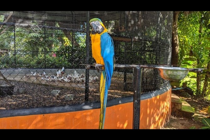 Private Konoko Falls and Sightseeing Tour From Ocho Rios - Booking Options