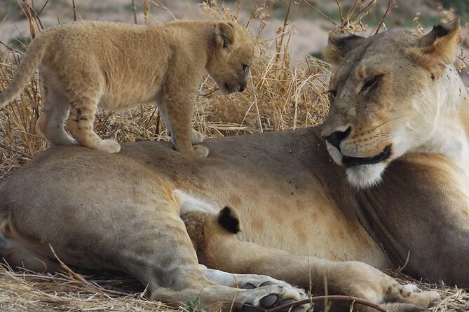 Private Mikumi Adventure - Wildlife and Nature Experiences