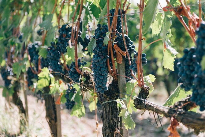 Private off Road Wine Tour in Chianti From Siena - Pricing and Booking Details