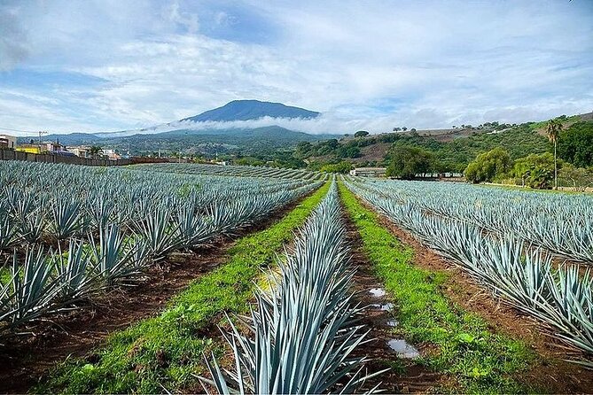 Private One Day Adventure Tour in Tequila and La Fortaleza Distillery - Customer Reviews