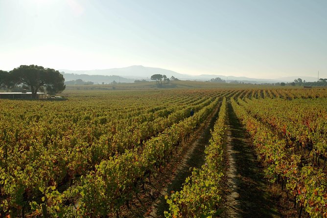 Private Premium Bairrada Tour: 3 Wineries, Wine Tastings & Lunch - Participant Information and Accessibility