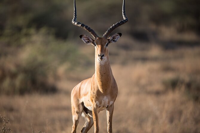 Private Serengeti Safari, Ngoro Crater & Tarangire National Park - Frequently Asked Questions