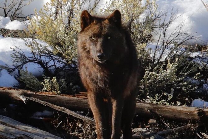 Private Sunrise Wildlife Adventure Review - Yellowstone Lamar Valley Exploration