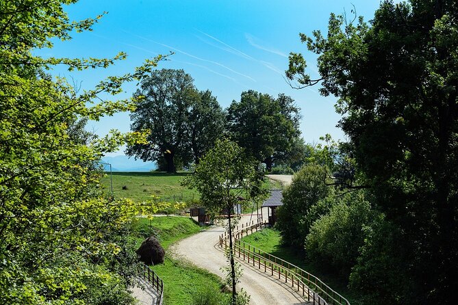Private Tour Bear Sanctuary & City of Brasov One Day Trip - Tickets Included - Cancellation Policy Explained