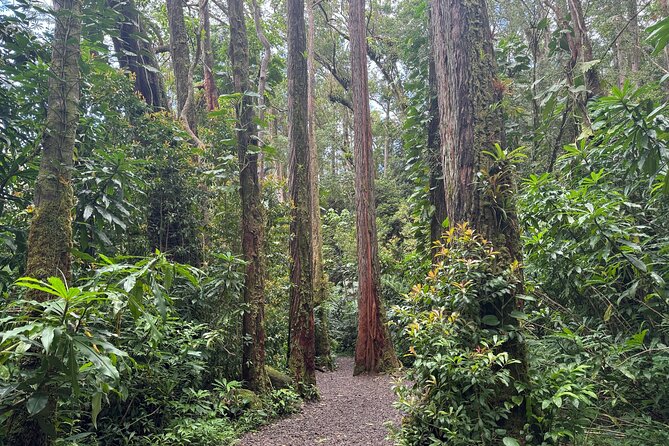 PRIVATE TOUR-Hike Diamond Head & Hawaiian Waterfall - Diamond Head Hike
