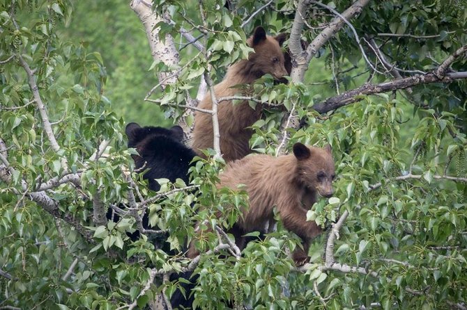 Private Tour of Grand Teton National Park - Discover Signal Mountain and Mormon Row